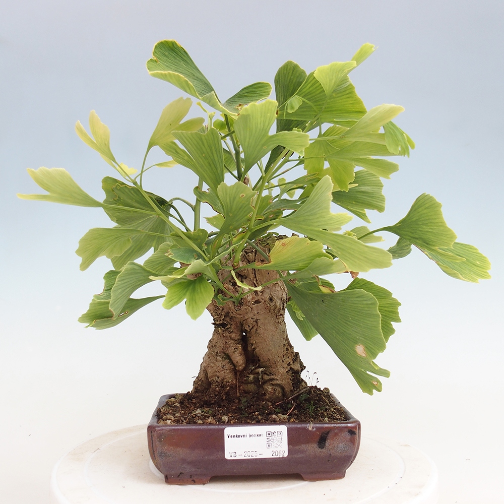 Kültéri bonsai - Ginkgo biloba - Ginkgo biloba