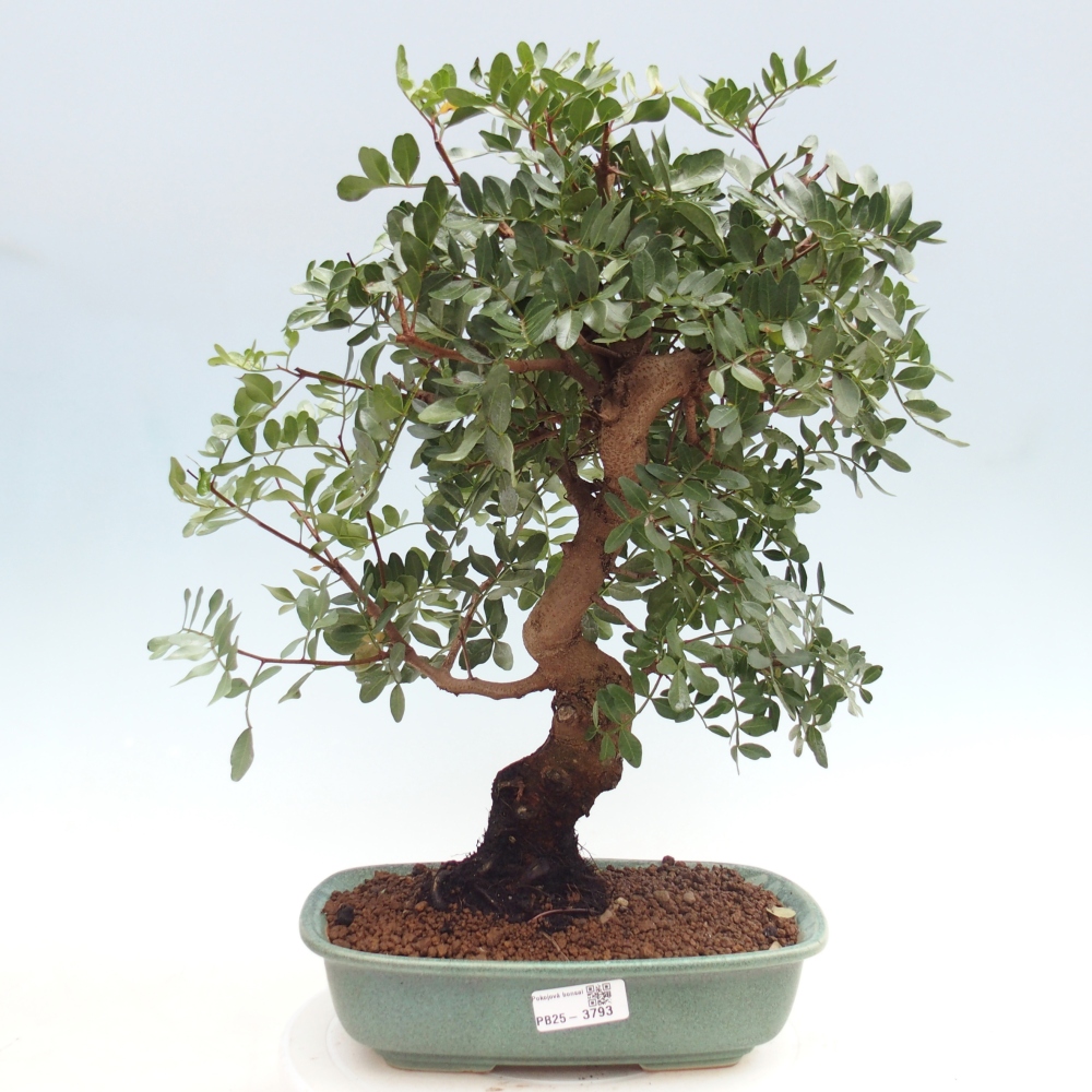 Szoba bonsai - Pisztácia