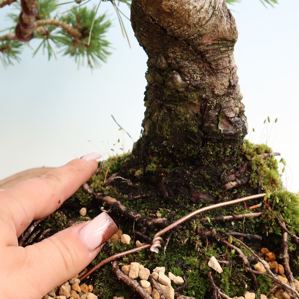 Kültéri bonsai – Pinus mugo Humpy – Törpefenyő