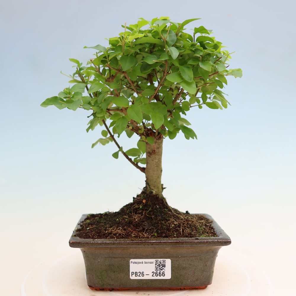 Szobai bonsai -Ligustrum chinensis - Madárcsőr