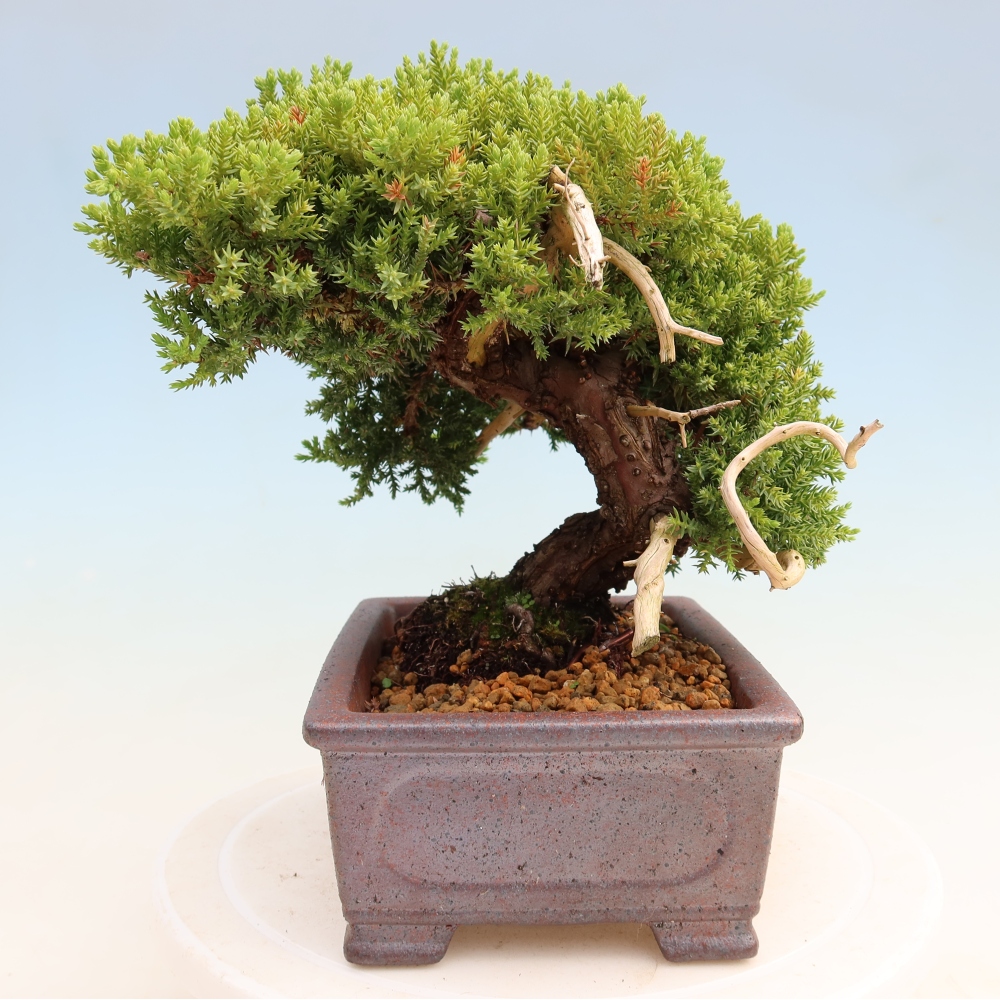 Kültéri bonsai - Juniperus procumbens - Juniperus procumbens