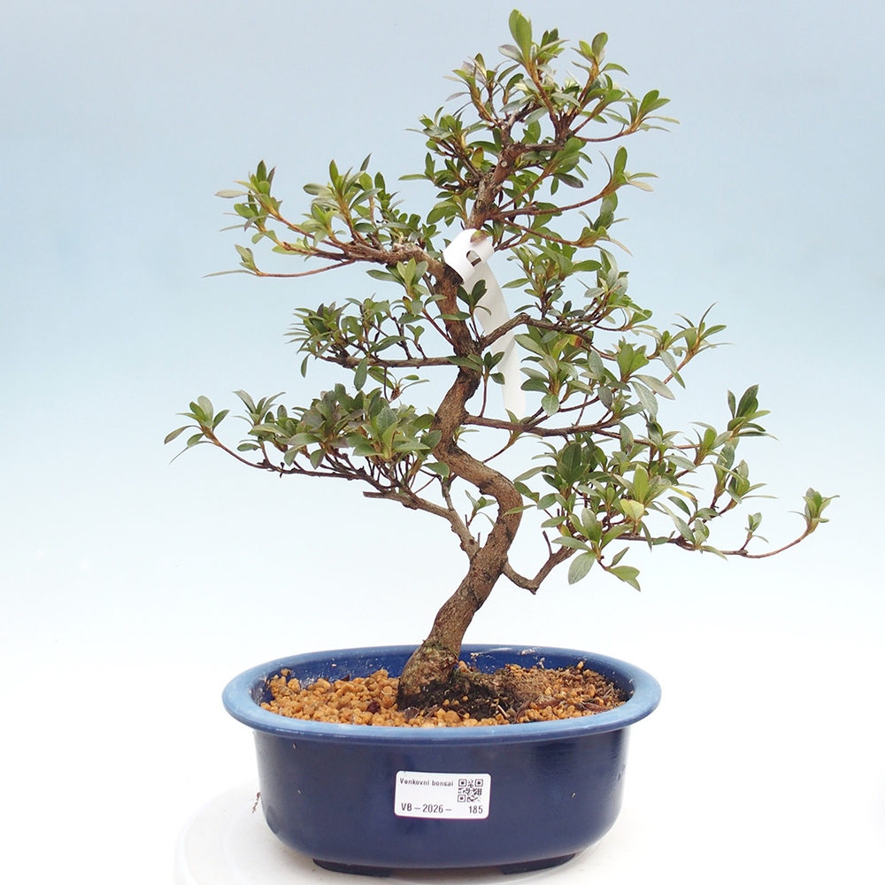 Kültéri bonsai - Japán azálea - Azálea Yoko