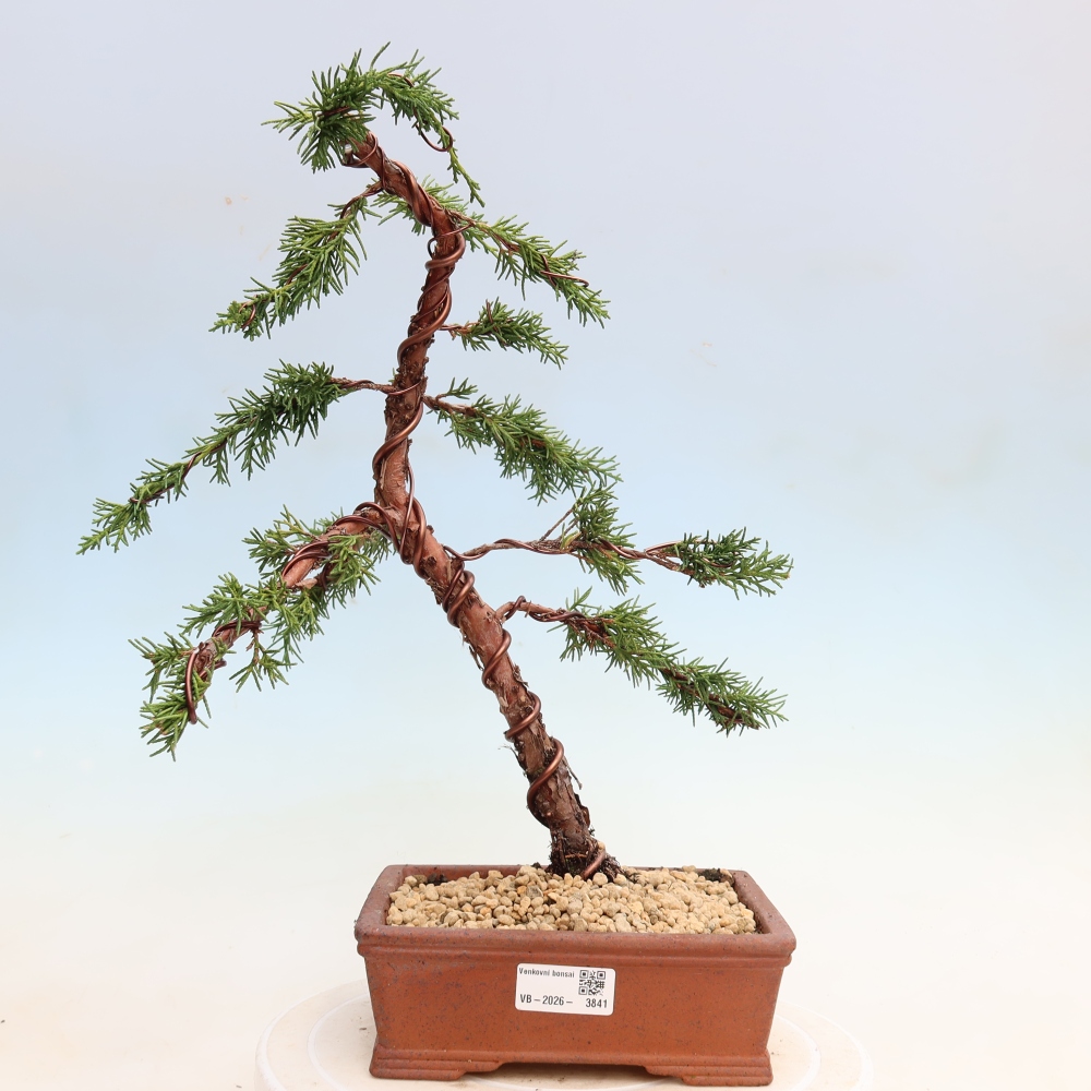 Kültéri bonsai - Juniperus chinensis Kishu