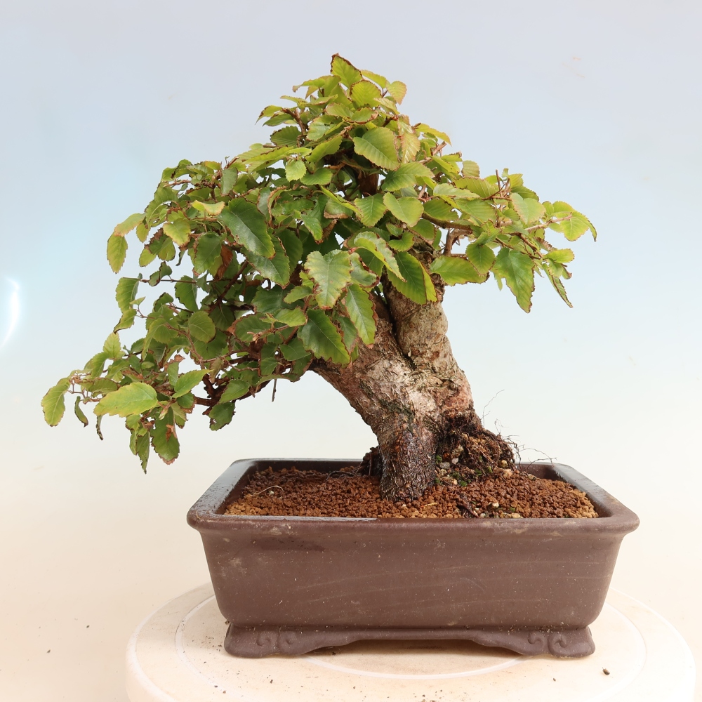 Kültéri bonsai -Carpinus CARPINOIDES - Koreai gyertyánfa