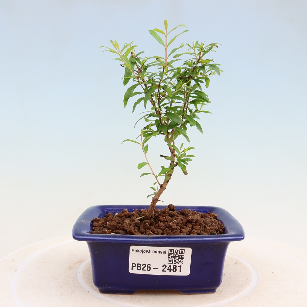 Szobai bonsai-PUNICA granatum nana-gránátalma