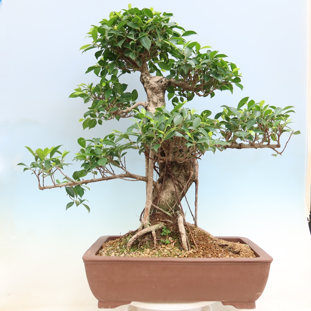 Szobai bonsai - Ficus kimmen - kislevelű fikusz