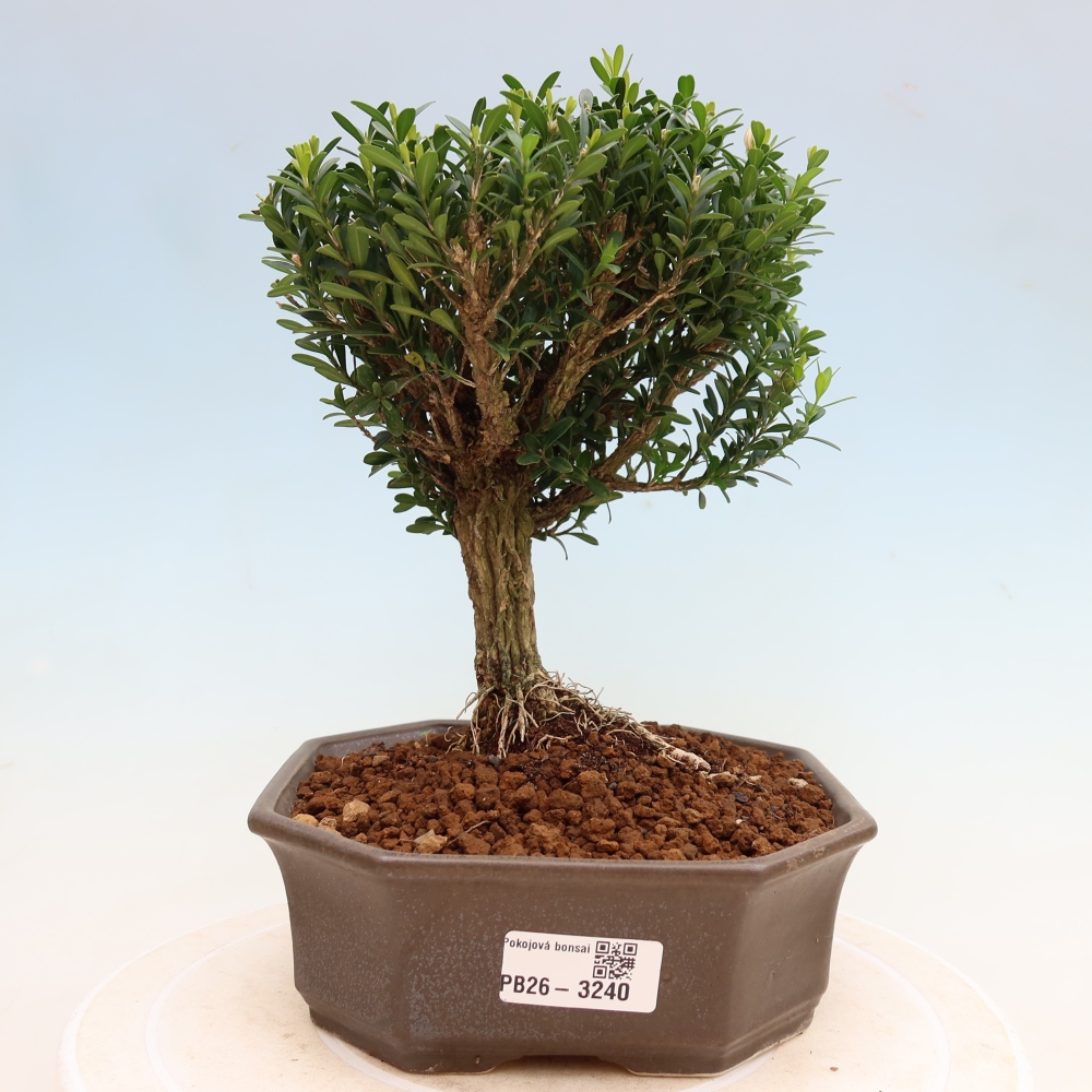 Szobai bonsai - Buxus harlandii - parafa buxus