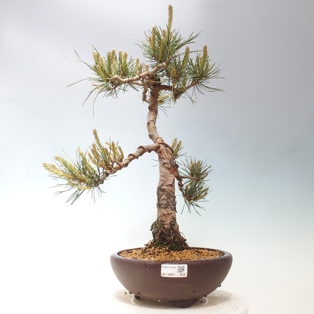 Kültéri bonsai - Pinus Sylvestris Watererri - erdeifenyő