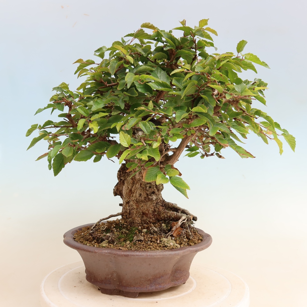 Kültéri bonsai -Carpinus CARPINOIDES - Koreai gyertyánfa
