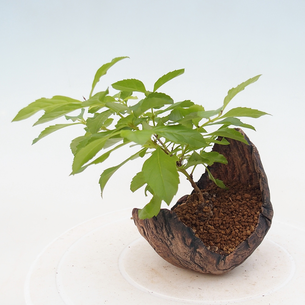 Szobai bonsai - Duranta erecta Aurea
