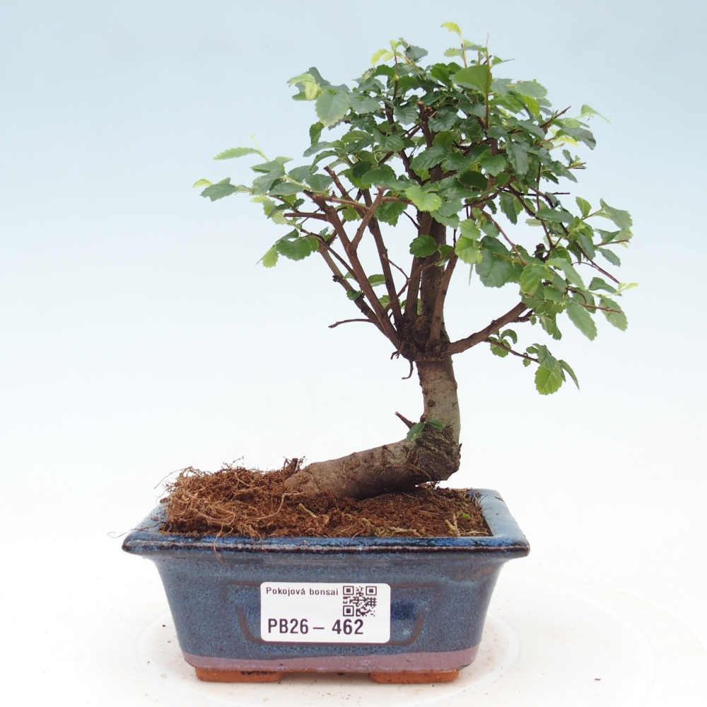 Szobai bonsai - Ulmus parvifolia - Kislevelű szilfa