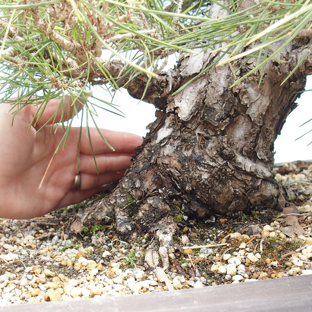 Kültéri bonsai - Pinus thunbergii - Thunberg fenyő