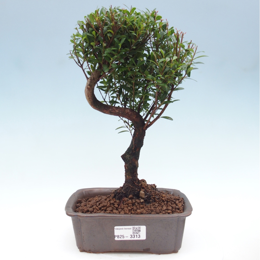 Szobai bonsai - Syzygium - Pimento
