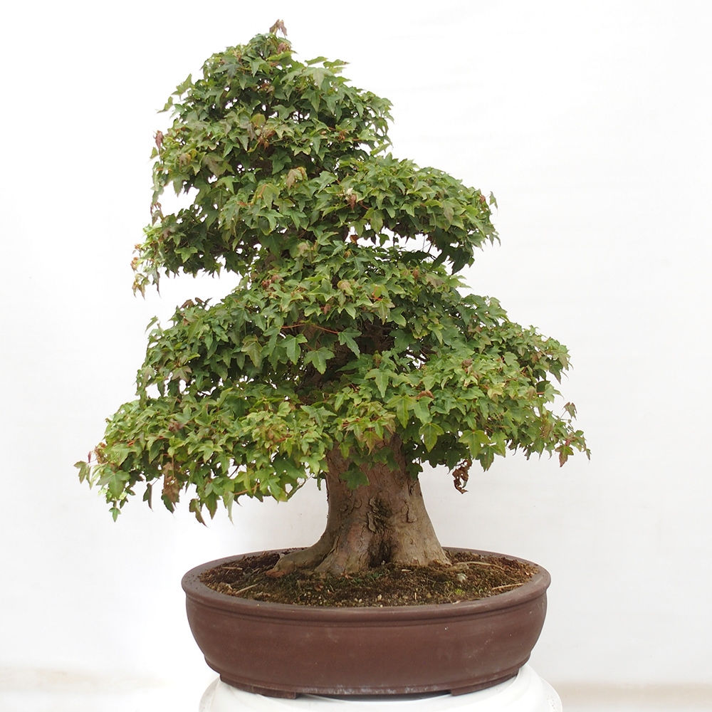 Kültéri bonsai - Acer Buergerianum - Burger juhar