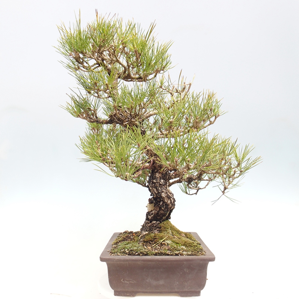 Kültéri bonsai - Pinus thunbergii - Thunberg fenyő