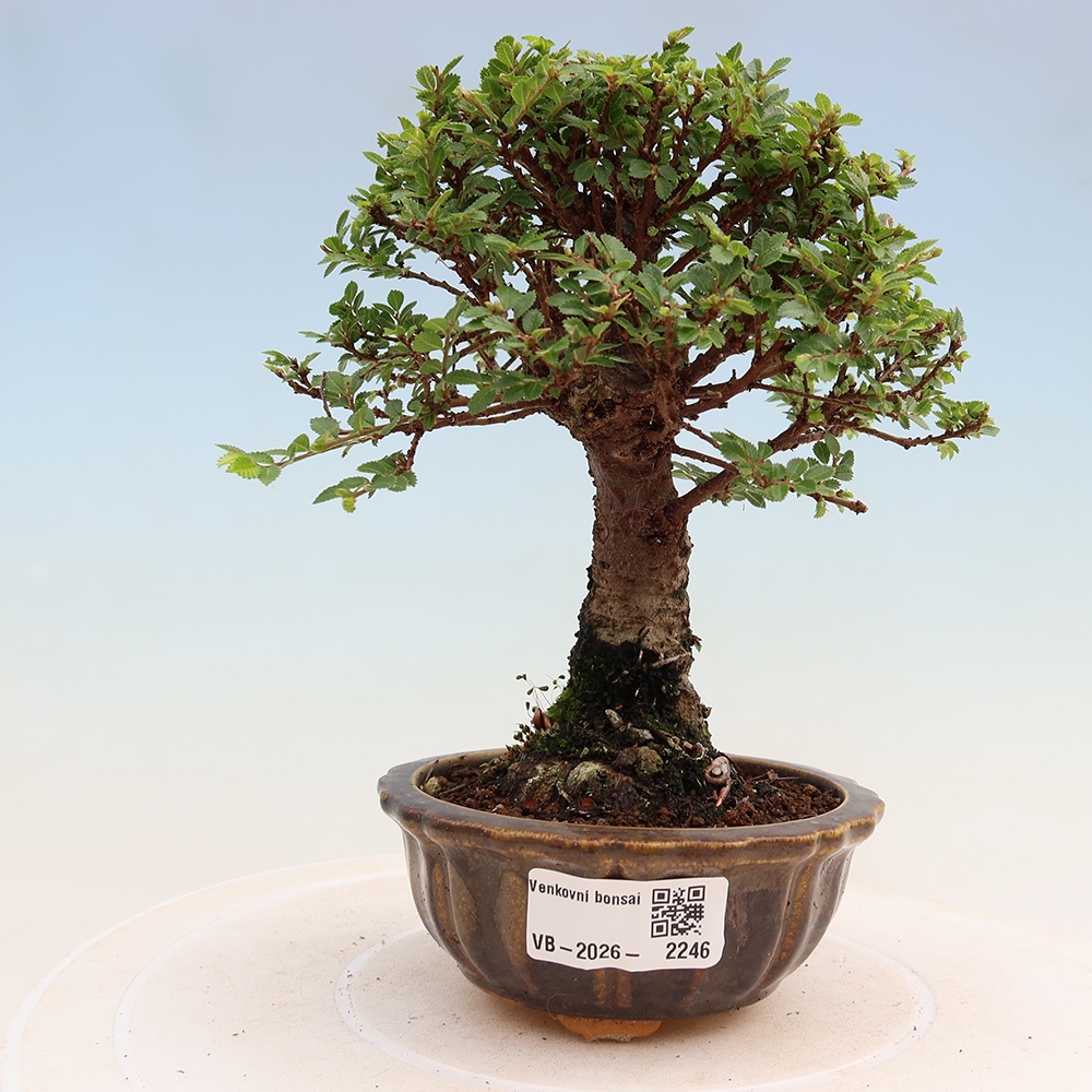 Kültéri bonsai - Ulmus parvifolia Sagei - Kislevelű szilfa