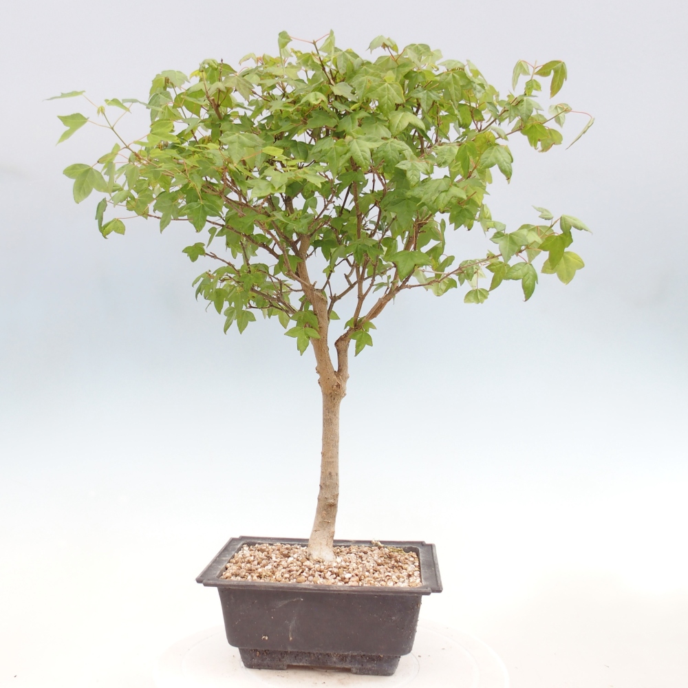 Kültéri bonsai - Acer Buergerianum - Burger juhar