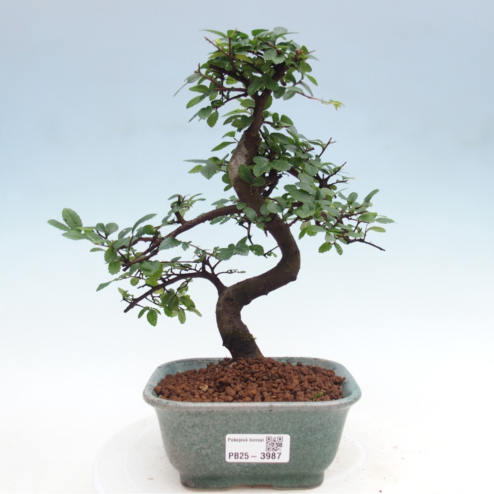 Szobai bonsai - Ulmus parvifolia - Kislevelű szilfa