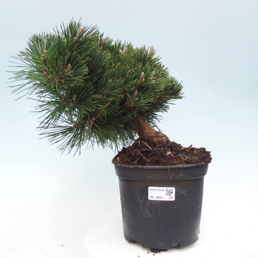 Kültéri bonsai - Pinus thunbergii senjyumaru - Thunberg fenyő