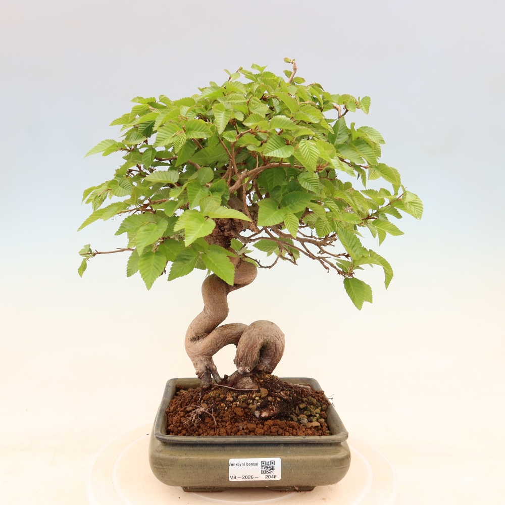 Kültéri bonsai -Carpinus Coreana - Koreai gyertyánfa