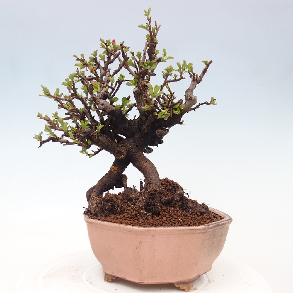 Kültéri bonsai - Chaneomeles speciosa - birs