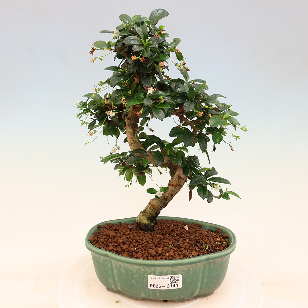 Szobai bonsai - Carmona macrophylla - Tea fuki