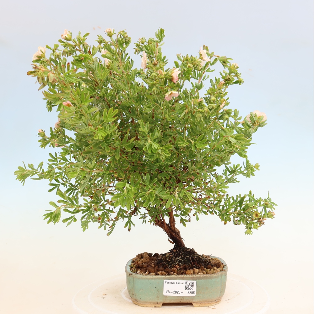 Kültéri bonsai – Cserjés potentilla – Potentilla fruticosa Bellissima