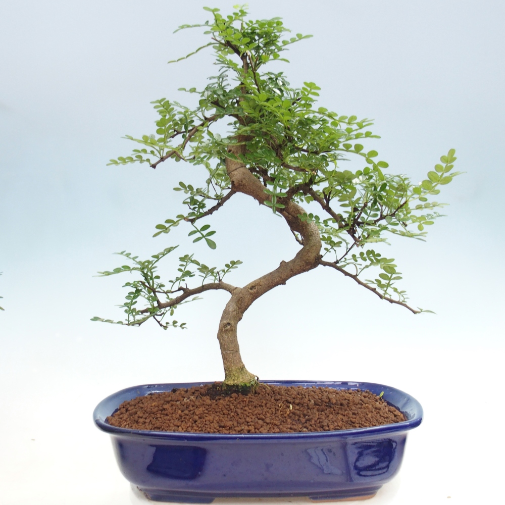 Szobai bonsai - Zantoxylum piperitum - borsfa
