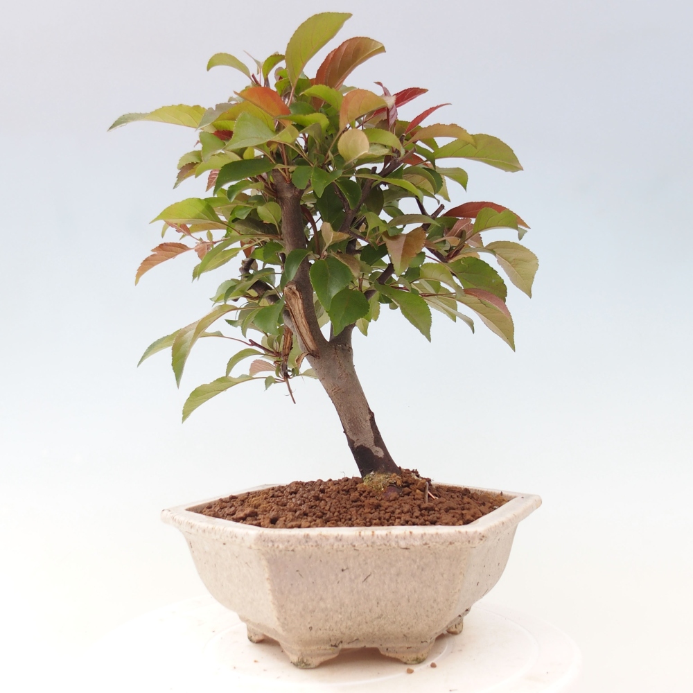 Kültéri bonsai -Malus domestica - Kis gyümölcsű piros levelű almafa