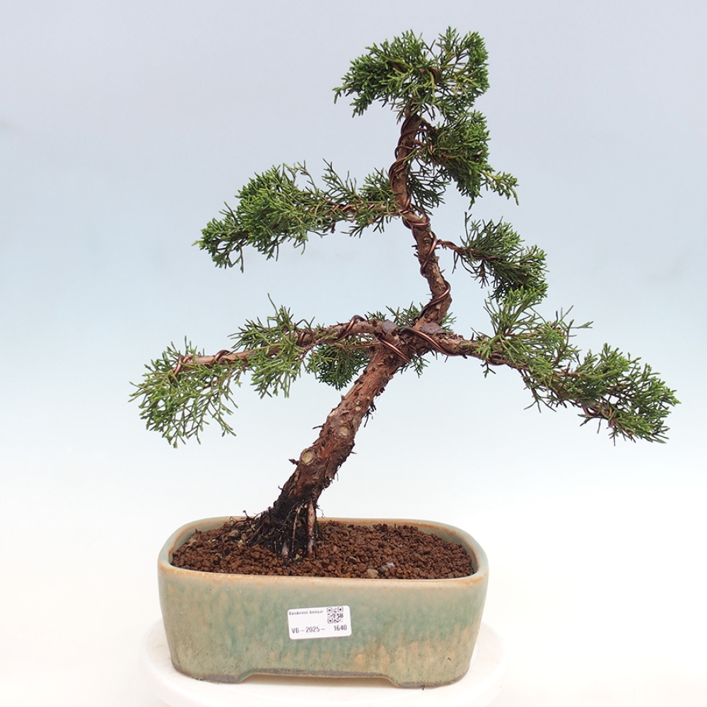 Kültéri bonsai - Juniperus chinensis Kishu