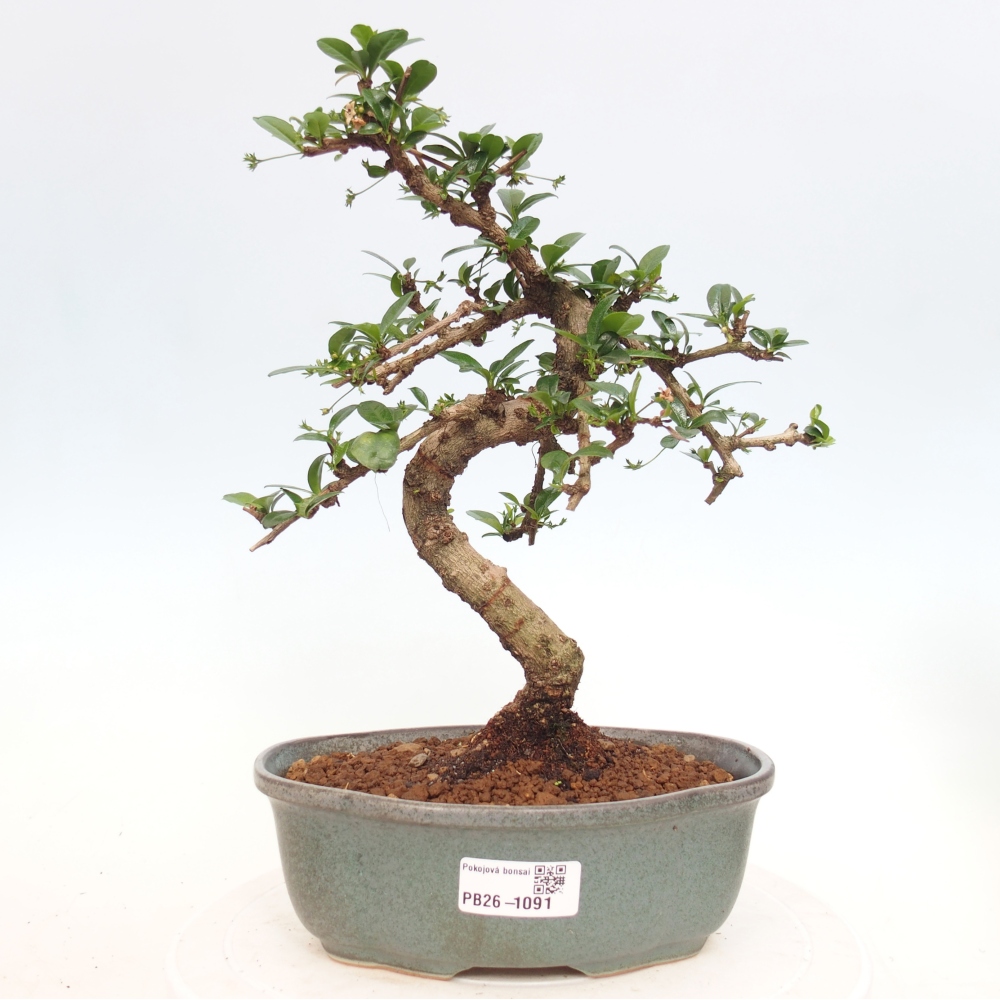 Szobai bonsai - Carmona macrophylla - Tea fuki