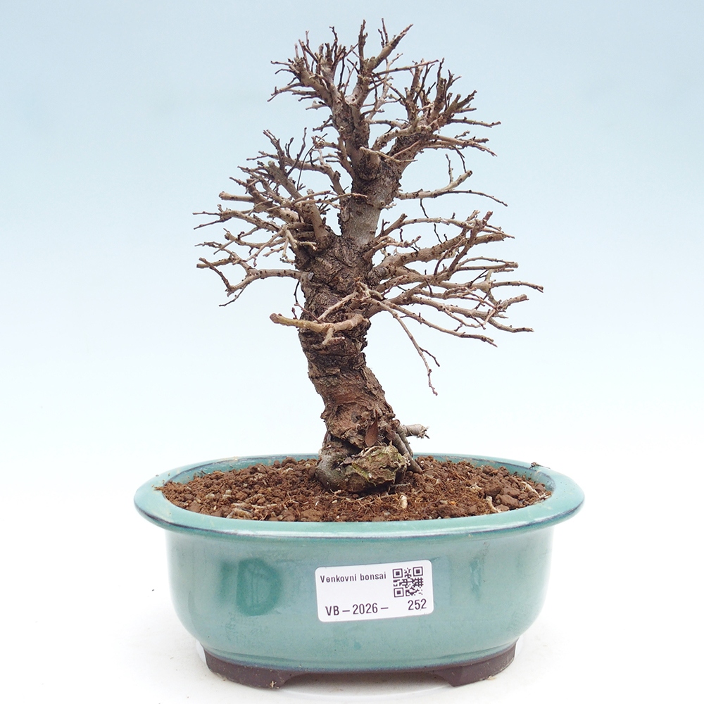 Kültéri bonsai - Zelkova - Zelkova NIRE