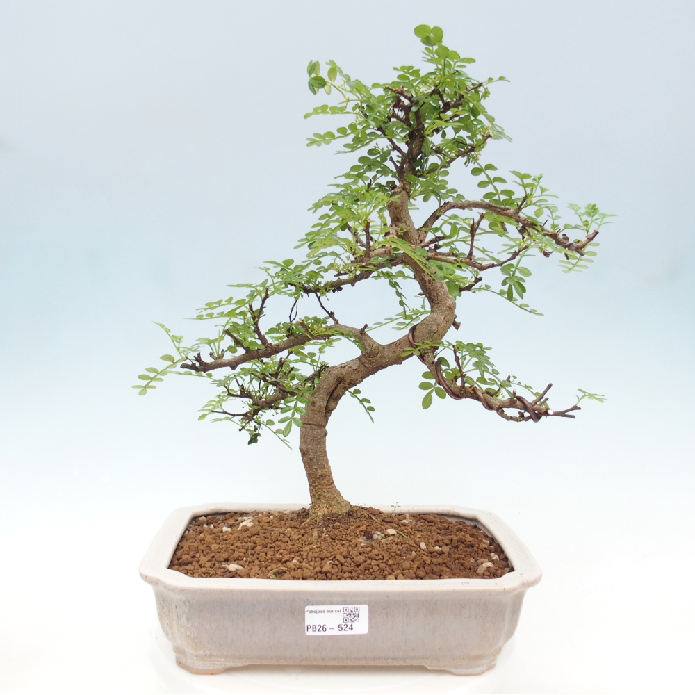 Szobai bonsai - Zantoxylum piperitum - borsfa