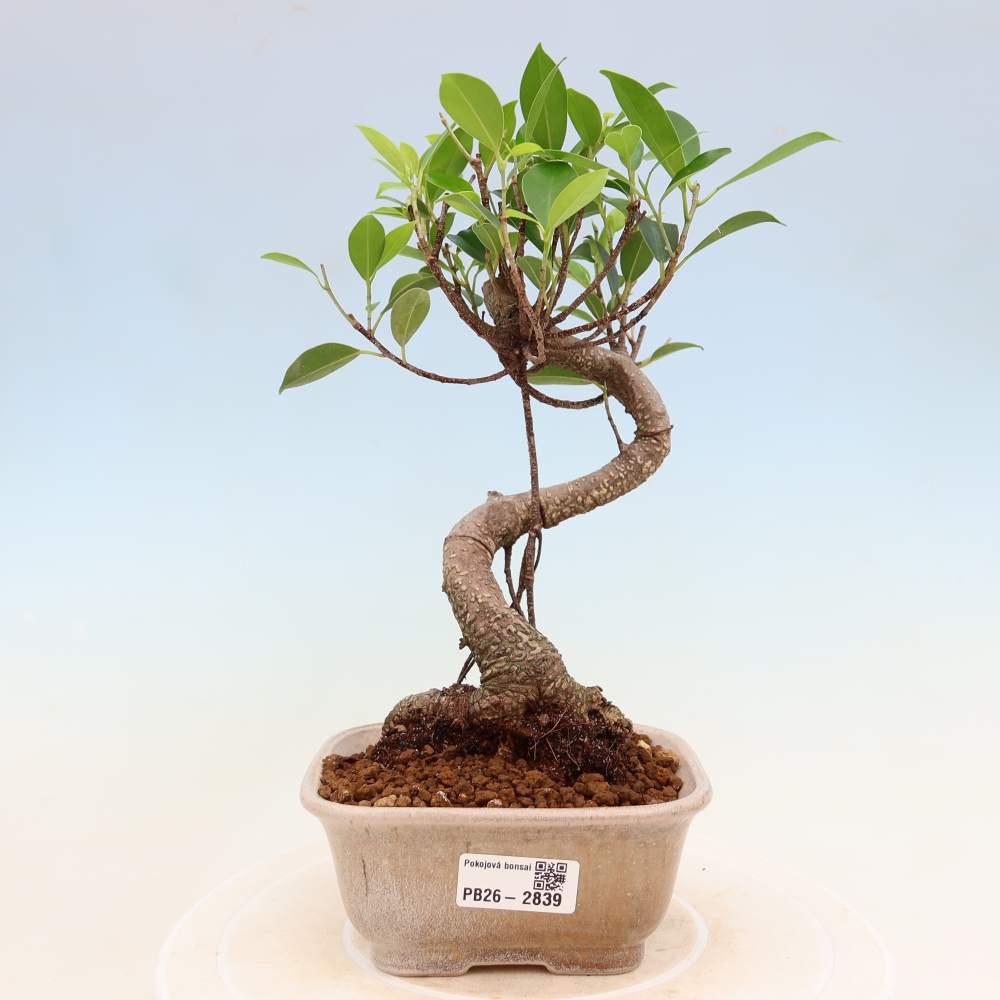 Szobai bonsai - Ficus kimmen - kislevelű fikusz