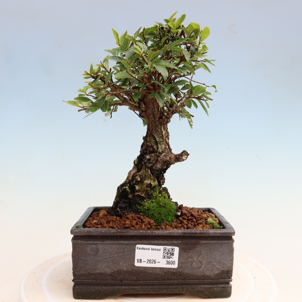 Kültéri bonsai - Zelkova - Zelkova NIRE