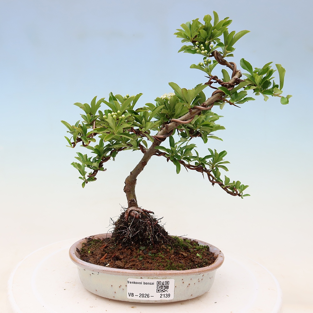 Kültéri bonsai – Pyracantha teton – Vörös tűszem