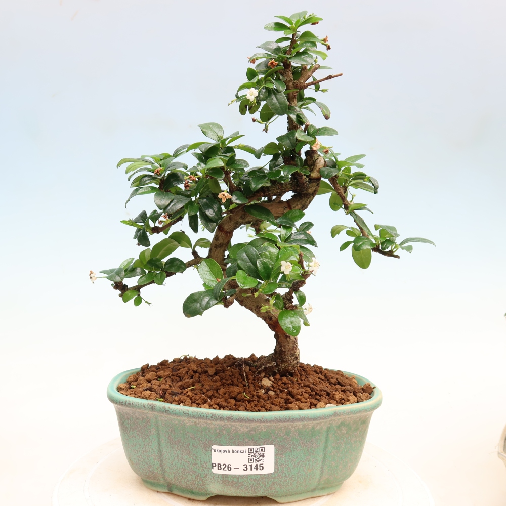 Szobai bonsai - Carmona macrophylla - Tea fuki