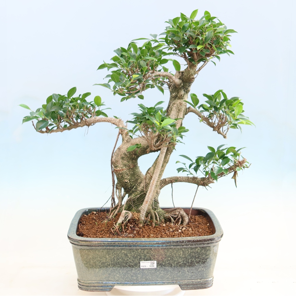 Szobai bonsai - Ficus kimmen - kislevelű fikusz