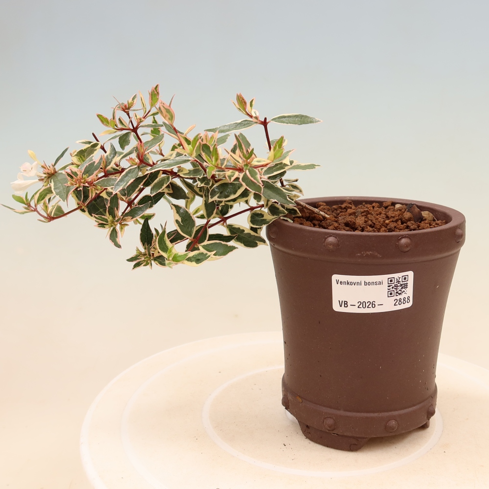 Kültéri bonsai – Abelia gr. Confetti – Nagyvirágú abélia
