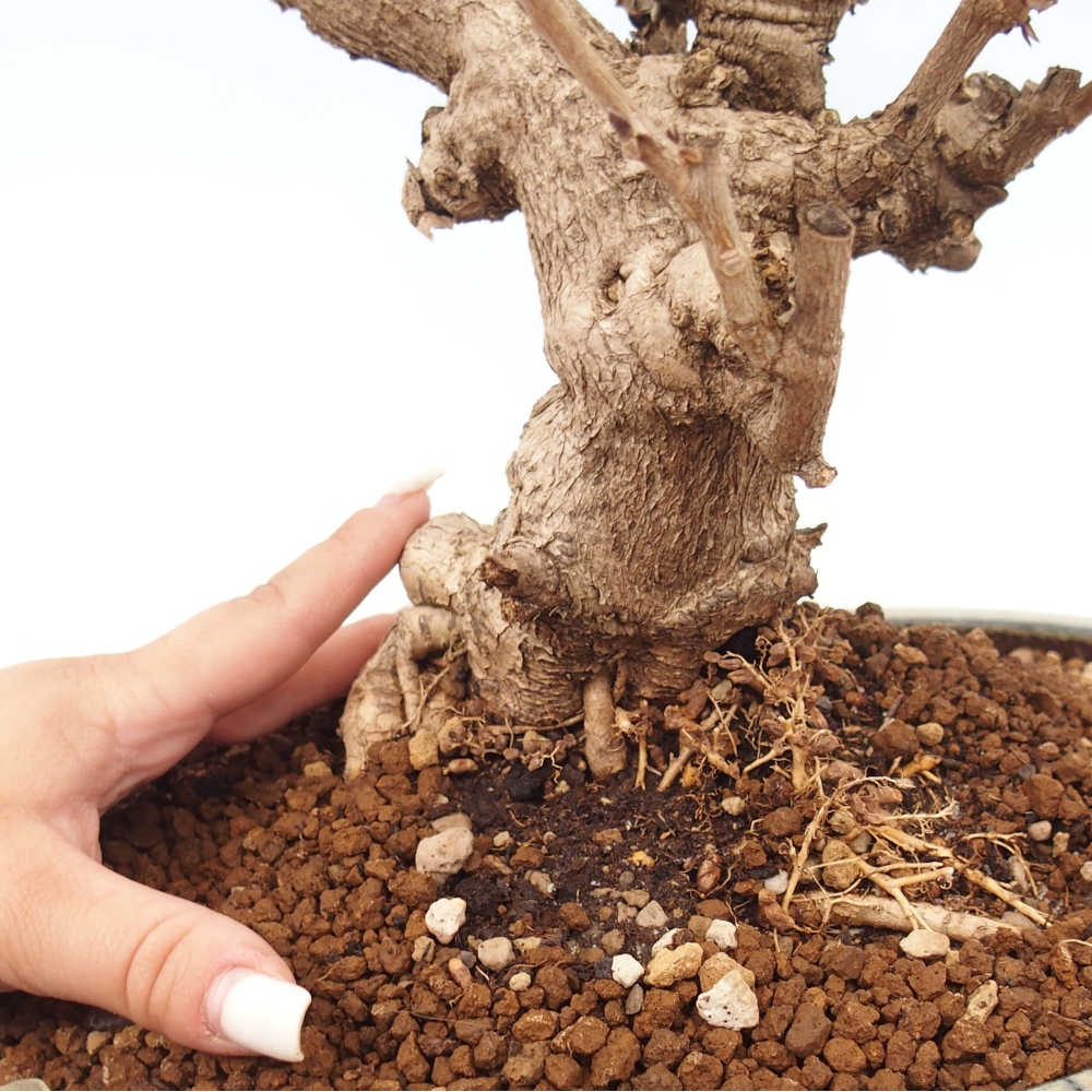 Kültéri bonsai - Vistaria - Wisteria