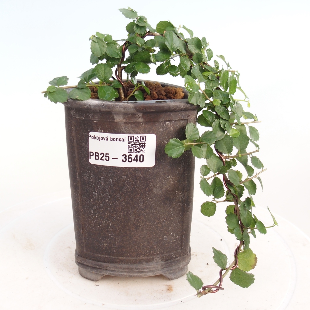 Szobai bonsai - Grewia sp. - Grewia malafolia