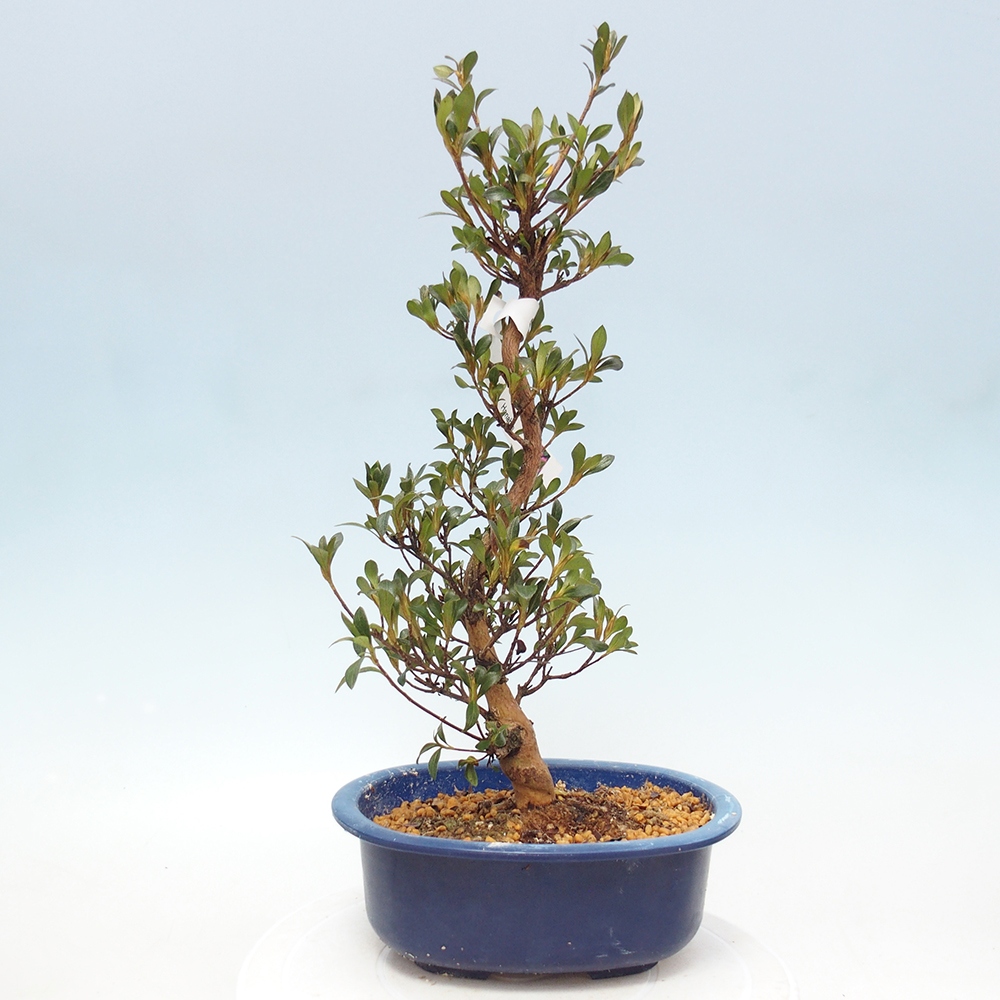 Kültéri bonsai - Japán azálea - Azalea HANABIN