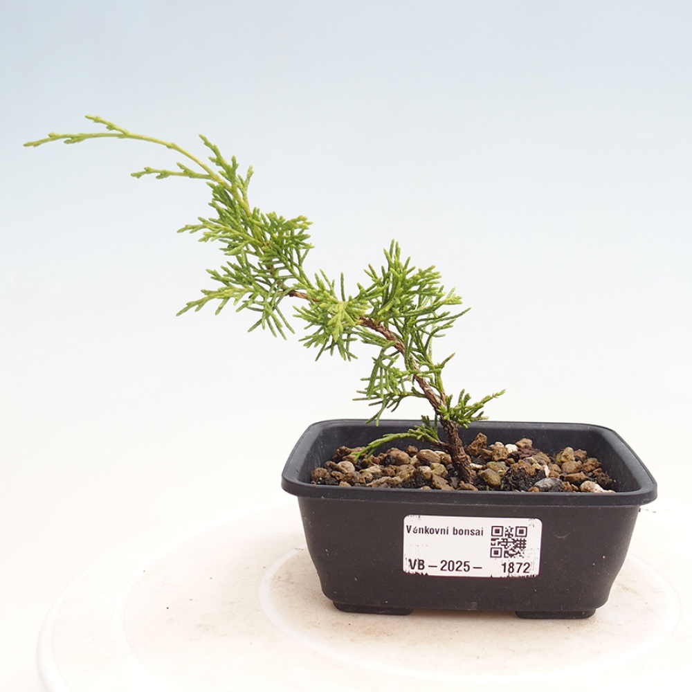 Kültéri bonsai - Juniperus chinensis Itoigawa