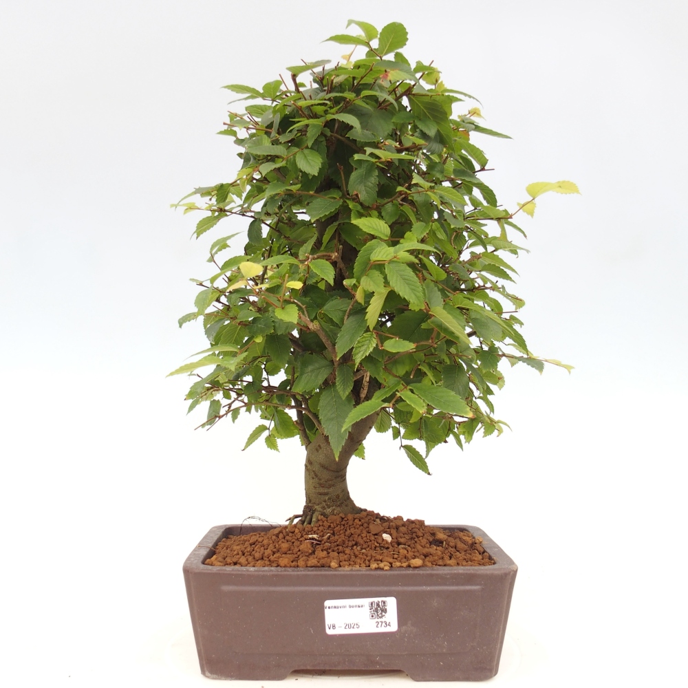 Kültéri bonsai - Zelkova - Zelkova NIRE