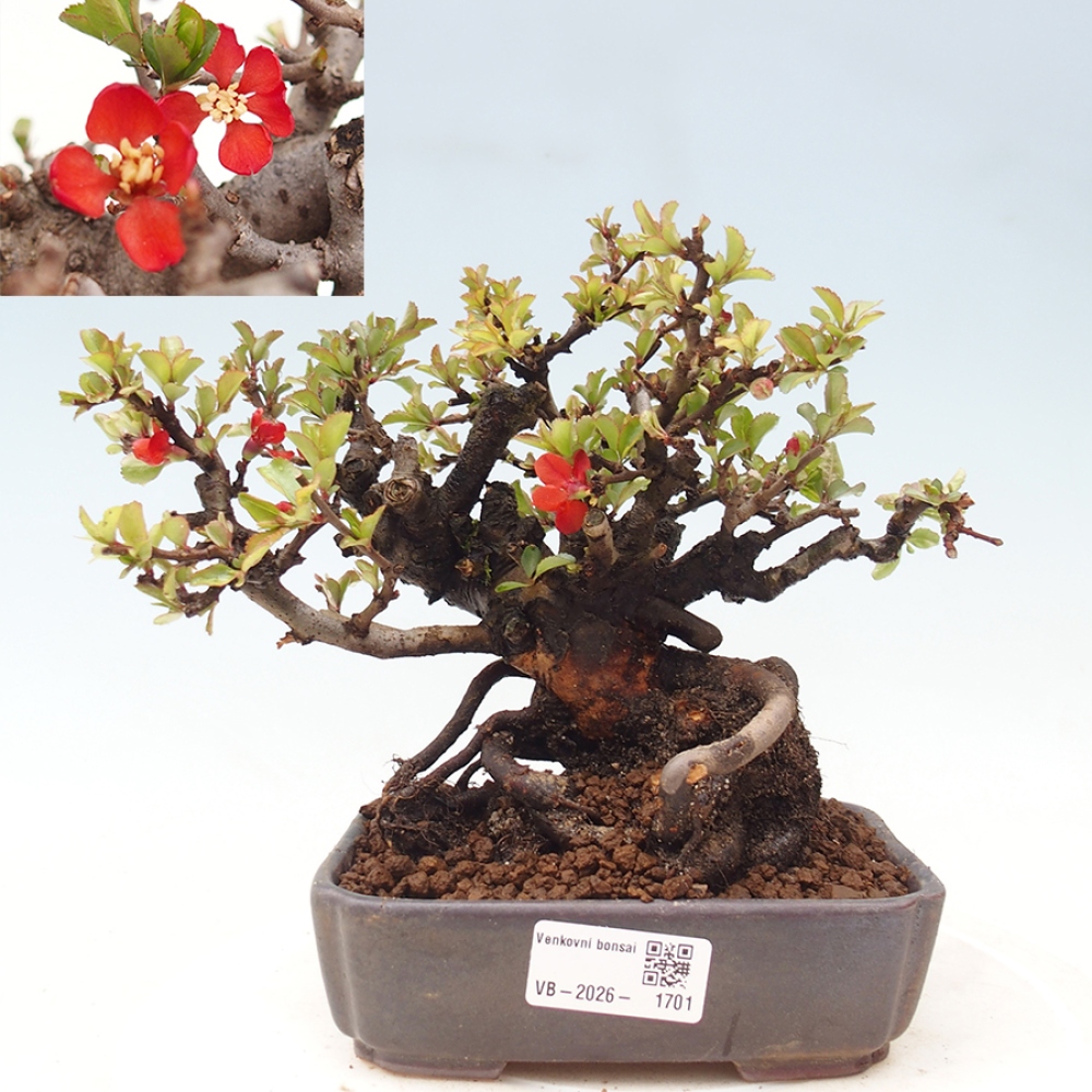 Kültéri bonsai - Chaneomeles speciosa - birs