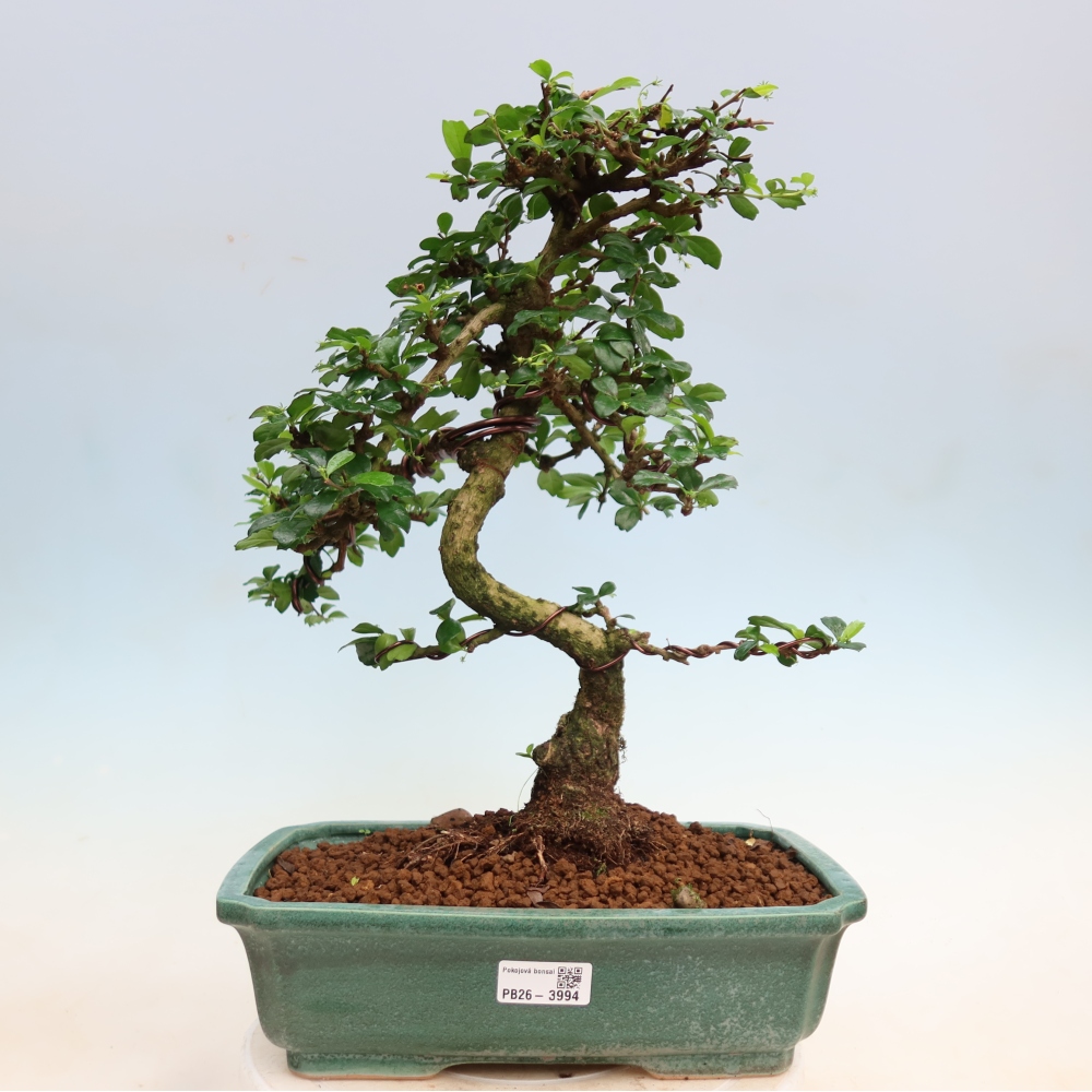 Szobai bonsai - Carmona macrophylla - Tea fuki