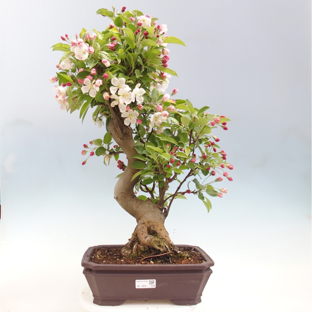 Kültéri bonsai -Malus halliana - Kis gyümölcsű almafa