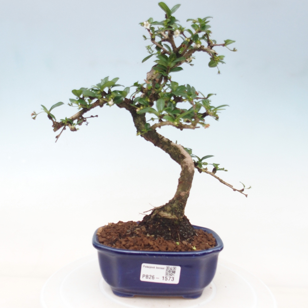 Szobai bonsai - Carmona macrophylla - Tea fuki