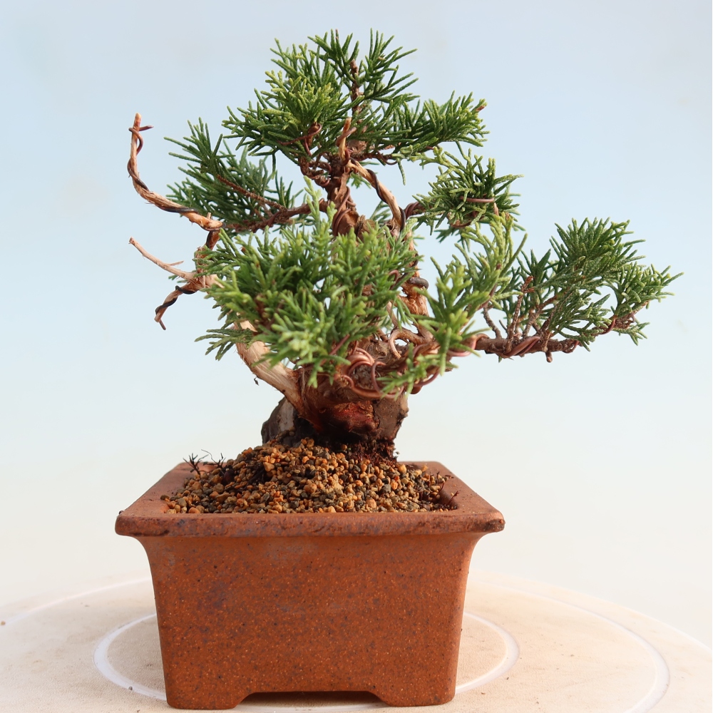 Kültéri bonsai - Juniperus chinensis Itoigawa