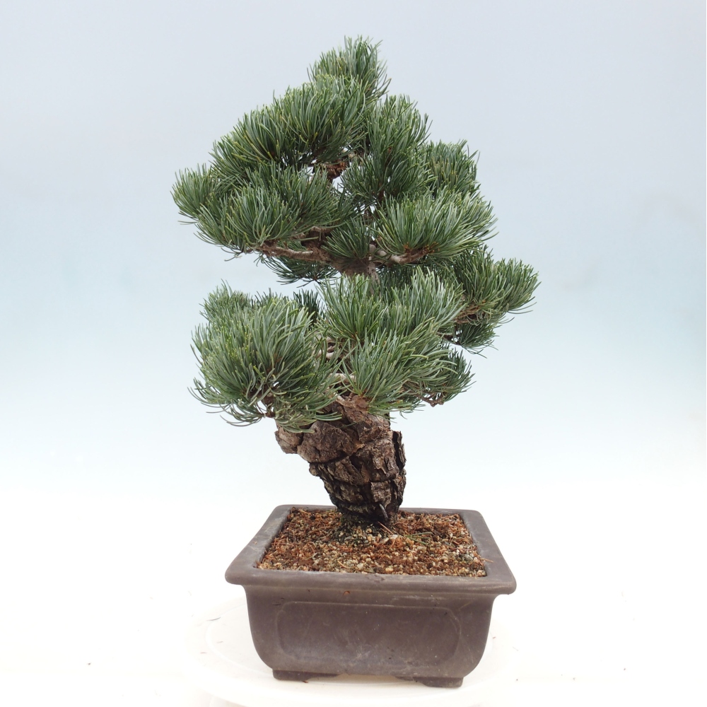 Kültéri bonsai - Pinus parviflora - Pinus parviflora